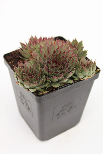 Sempervivum Amanda Perennial Succulent/ 4 Inch Pot/ Red Hardy Succulent