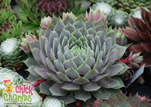 Berry Blues Succulent - Hens and Chicks Sempervivum Plant by Chick Charms™ - 4 inch pot