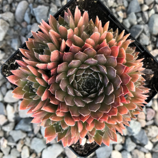 Bronze Pastel Succulent - Hens and Chicks Sempervivum Plant - 4 inch pot