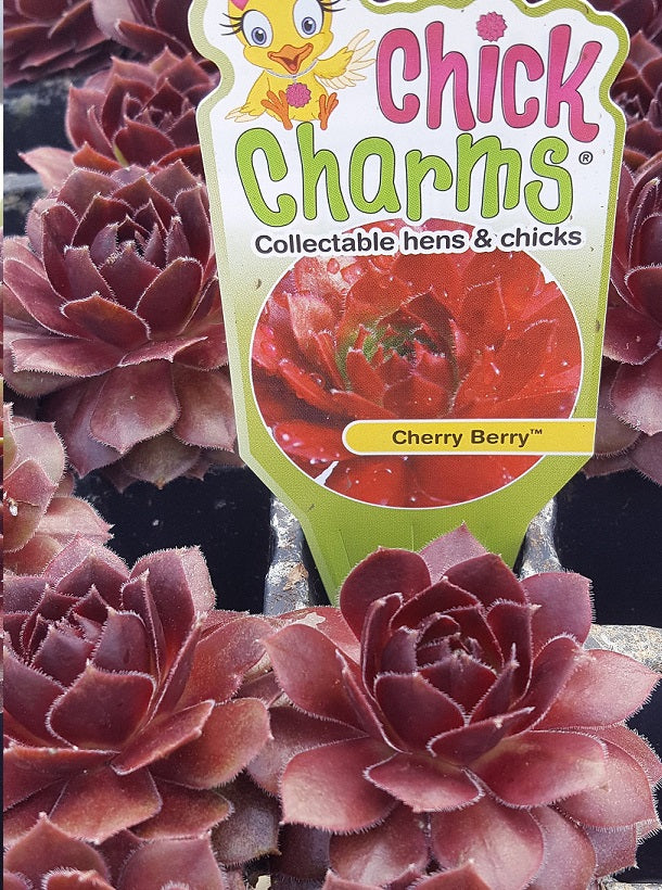 Chick Charms Cherry Berry Sempervivum Succulent 4 inch pot