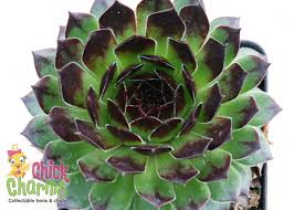 Chick Charms® Appletini™ (aka Reinhardt) Sempervivum Succulent - 4" pot