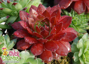 Cherry Berry Succulent - Hens and Chicks Sempervivum by Chick Charms® - 4 inch pot