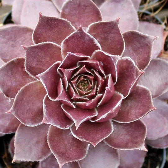 succulent kiss Chick Charms® Chocolate Kiss™ – Hens & Chicks Succulent (4” Pot, Zones – Petal Pushers Nursery