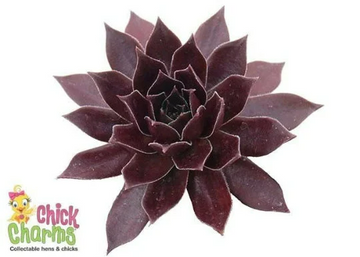 This burgundy colored succulent is so dark it looks like rich chocolate. It is a Chick Charm collectible succulent.