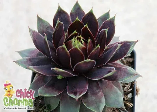 Cranberry Cocktail Hen and Chicks Succulent - aka Killer - Sempervivum Plant by Chick Charms™ - 4 inch pot