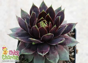 Chick Charms 'Cranberry Cocktail' Sempervivum Succulent, 4" Pot Live Plant