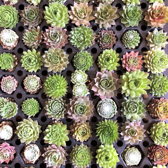 Bulk Mini Succulent Plants - Assorted