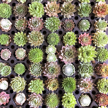 Bulk Mini Succulent Plants - Assorted