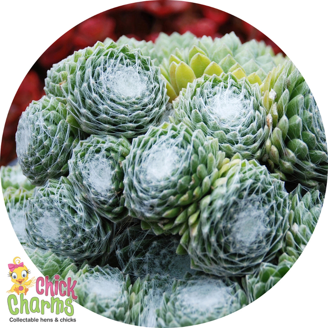 Chick Charms® Fringed Frosting™ Sempervivum Succulent 4 inch pot