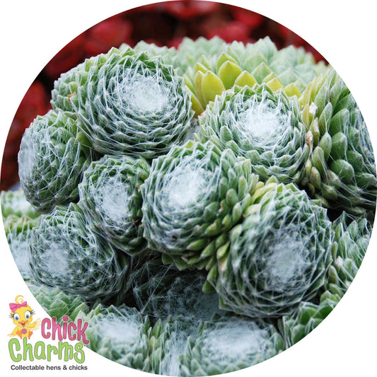 Chick Charms® Fringed Frosting™ Sempervivum Succulent 4 inch pot