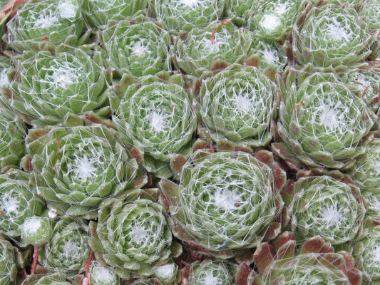 Live Succulent Plant Hens Chicks Cobweb Succulent Live Fairy Garden Plants Houseleek Cobweb Sedum Succulents Sempervivum Arachnoideum 4" Pot