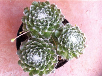 Live Succulent Plant Hens Chicks Cobweb Succulent Live Fairy Garden Plants Houseleek Cobweb Sedum Succulents Sempervivum Arachnoideum 4" Pot