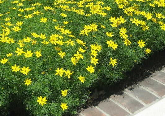 Coreopsis 'Zagreb' Tickseed, 1 Quart Pot Live Plant