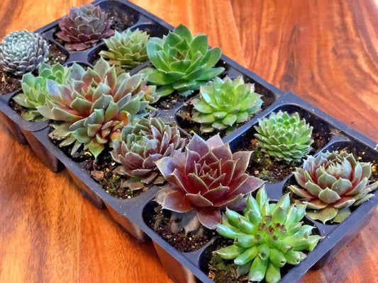 Live Succulents 12 pack of Indoor Outdoor Cold Hardy Hen and Chick Sempervivum Easy Care Plants approx 2" each  Wedding Favors Crafts Gift
