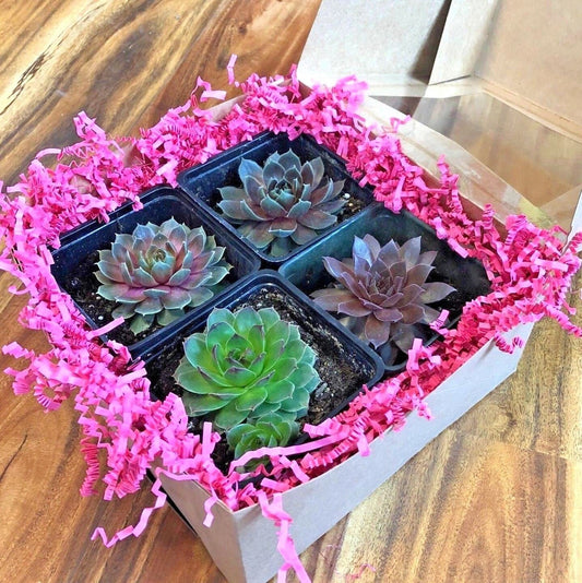 Live Succulent Gift Box Brightly Colored Packaging Tag and Ribbon with 4 Different Succulents Gift Pack Chick Charms Live Houseplants