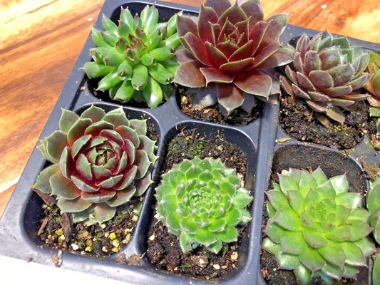 Live Succulents 12 pack of Indoor Outdoor Cold Hardy Hen and Chick Sempervivum Easy Care Plants approx 2" each  Wedding Favors Crafts Gift