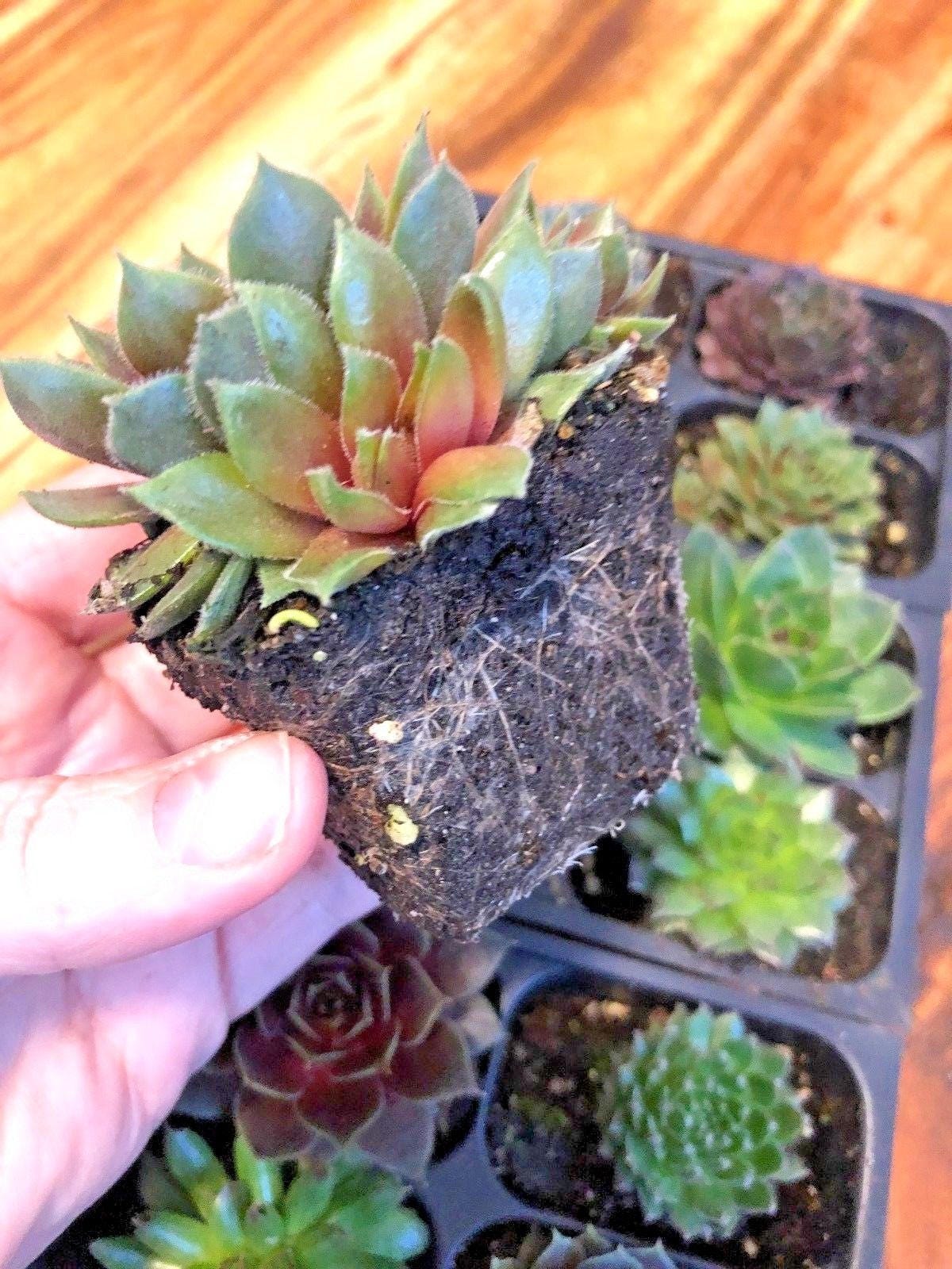 Mini Succulents Live Sempervivum Hen and Chicks Plants Live Succulents Fairy Garden Plants Wedding Favors Party Favors  2"- 36 pack Variety