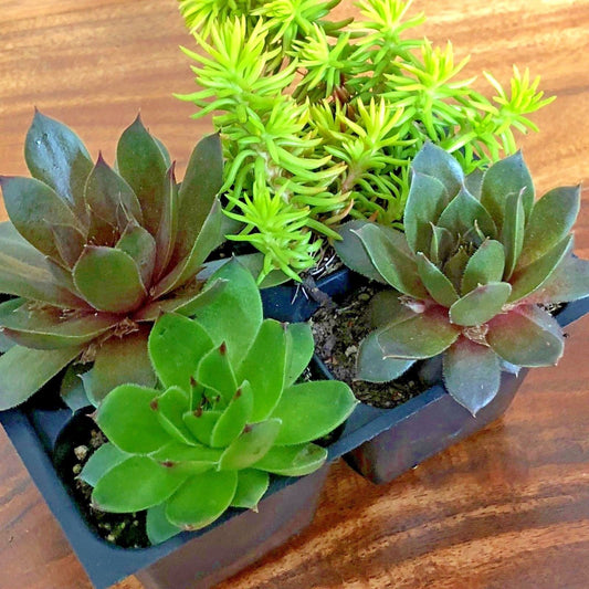 Live Succulent Variety 4 Pack of Randomly Chosen Low Maintenance 2" Plants for Home, Office or Garden