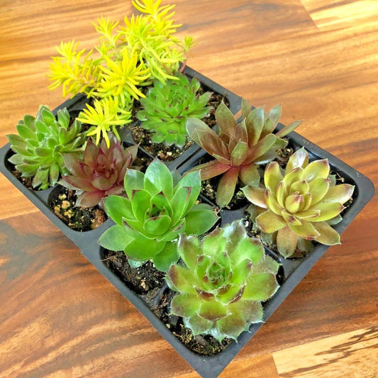 8 Hardy Sempervivum Succulent Variety Pack 2 inch plants