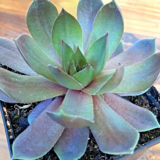 Silverine Moon Hens & Chicks - Sempervivum - Indoors/Out - 3.5" Pot - Chick Charms - Live Succulent Plant