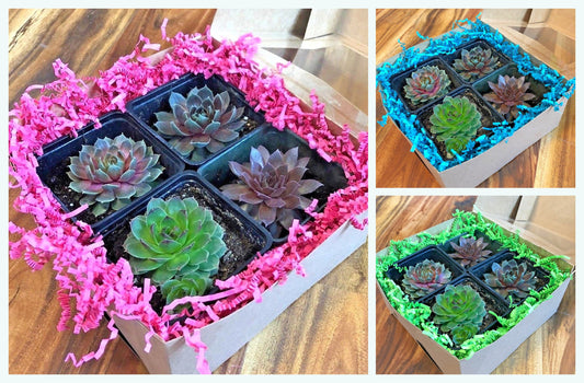 Live Succulent Gift Box Brightly Colored Packaging Tag and Ribbon with 4 Different Succulents Gift Pack Chick Charms Live Houseplants