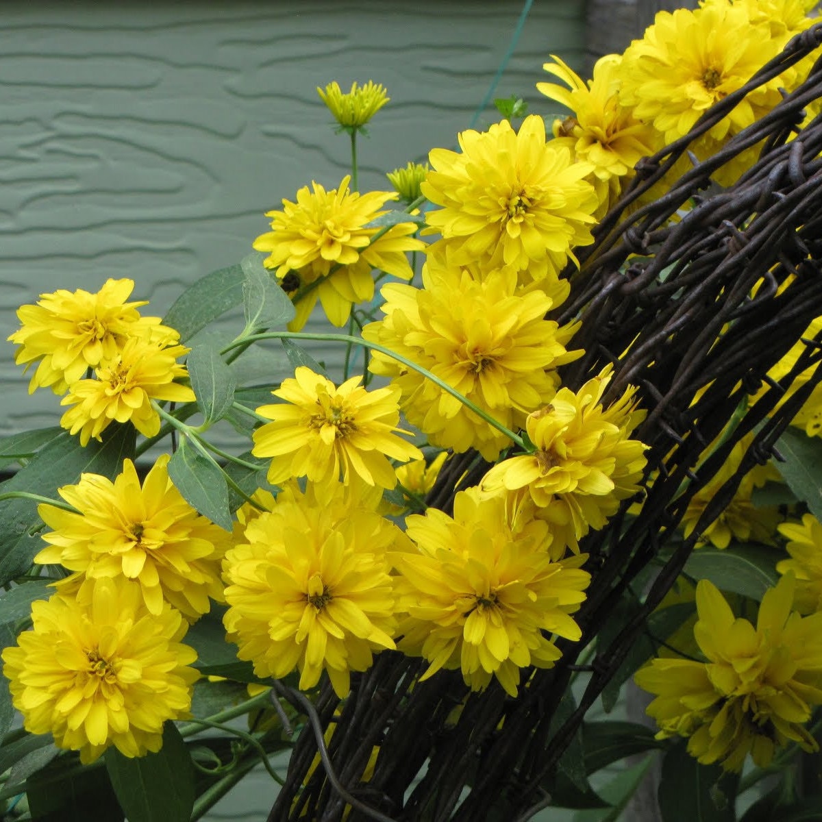 FALSE SUNFLOWER Rudbeckia Laciniata, Golden Glow, Tall Double Sunflower, Quart Pot
