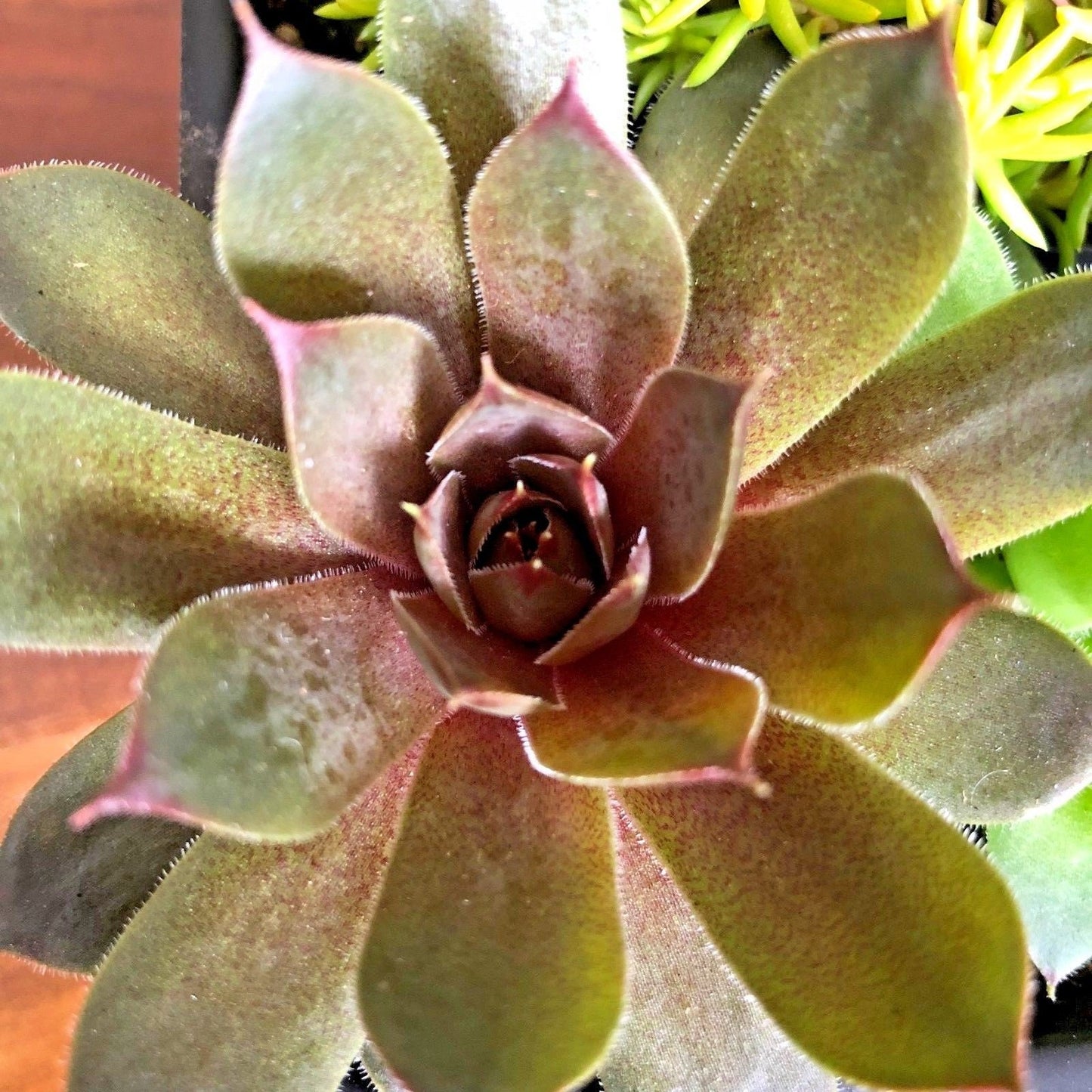 Live Succulent Variety 4 Pack of Randomly Chosen Low Maintenance 2" Plants for Home, Office or Garden