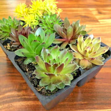 8 Hardy Sempervivum Succulent Variety Pack 2 inch plants