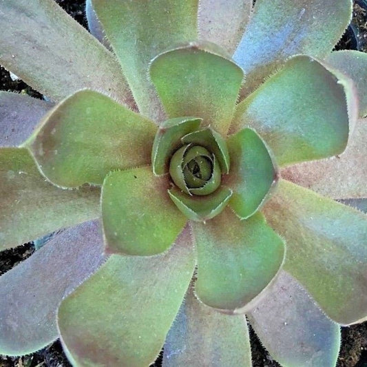 Silverine Moon Hens & Chicks - Sempervivum - Indoors/Out - 3.5" Pot - Chick Charms - Live Succulent Plant