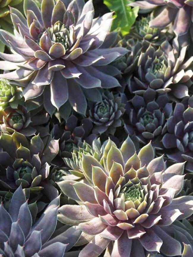 Pacific Blue Ice Sempervivum, Hens and chicks, blue succulent, blue sempervivim, hardy succulents, live plant, live succulent