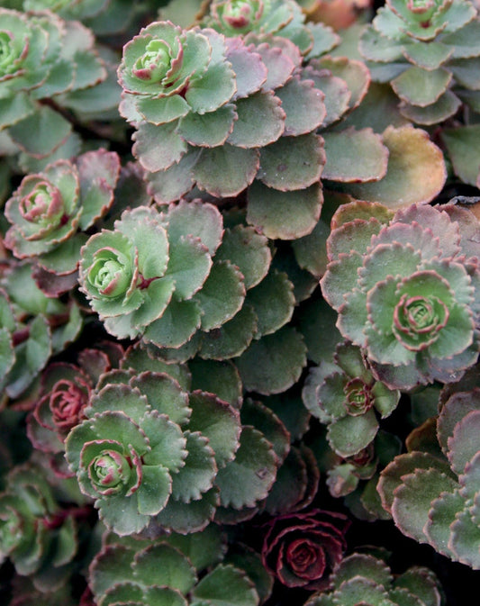 Sedum 'Dragons Blood', 4" Pot Live Plant