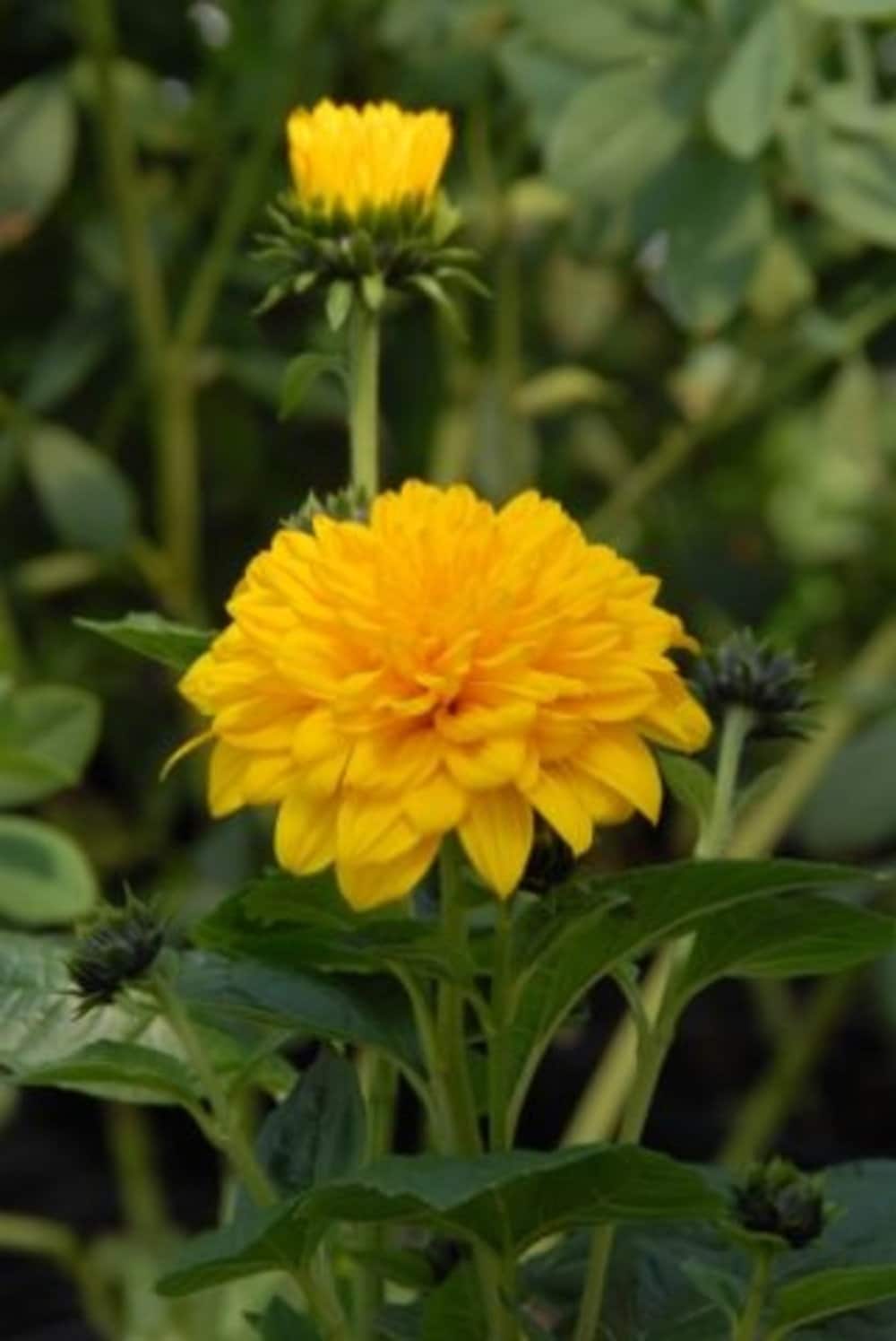 FALSE SUNFLOWER Rudbeckia Laciniata, Golden Glow, Tall Double Sunflower, Quart Pot