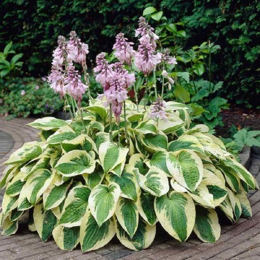 Wide Brim Hosta Plant - 1 Gallon Pot