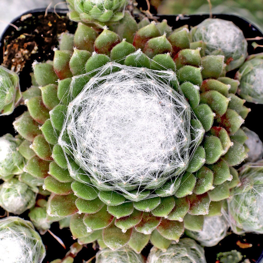 Chick Charms® 'Cotton Candy™' Hens & Chicks Plant - 4" Pot