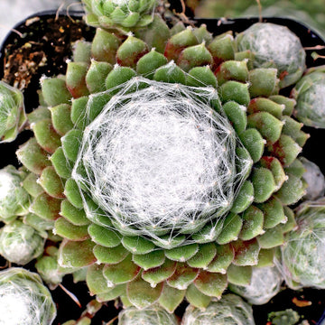 Chick Charms 'Cotton Candy' Hens & Chicks, 4" Pot Live Plant