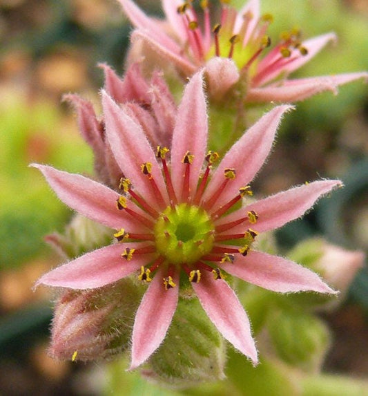 Chrysanthemum Sempervivum Succulent 4" pot