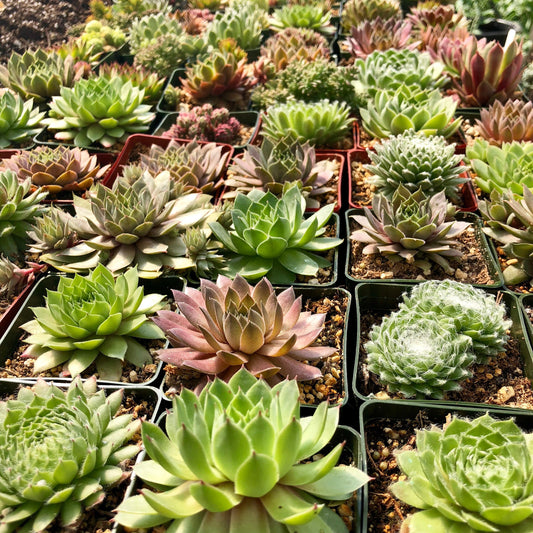 Live Succulent Variety Pack 10-pack Hens and Chicks Plants Live Sempervivum Succulents Drought Resistant Rock Garden Plants 3" pot