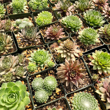 Live Succulent Variety Pack 10-pack Hens and Chicks Plants Live Sempervivum Succulents Drought Resistant Rock Garden Plants 3" pot