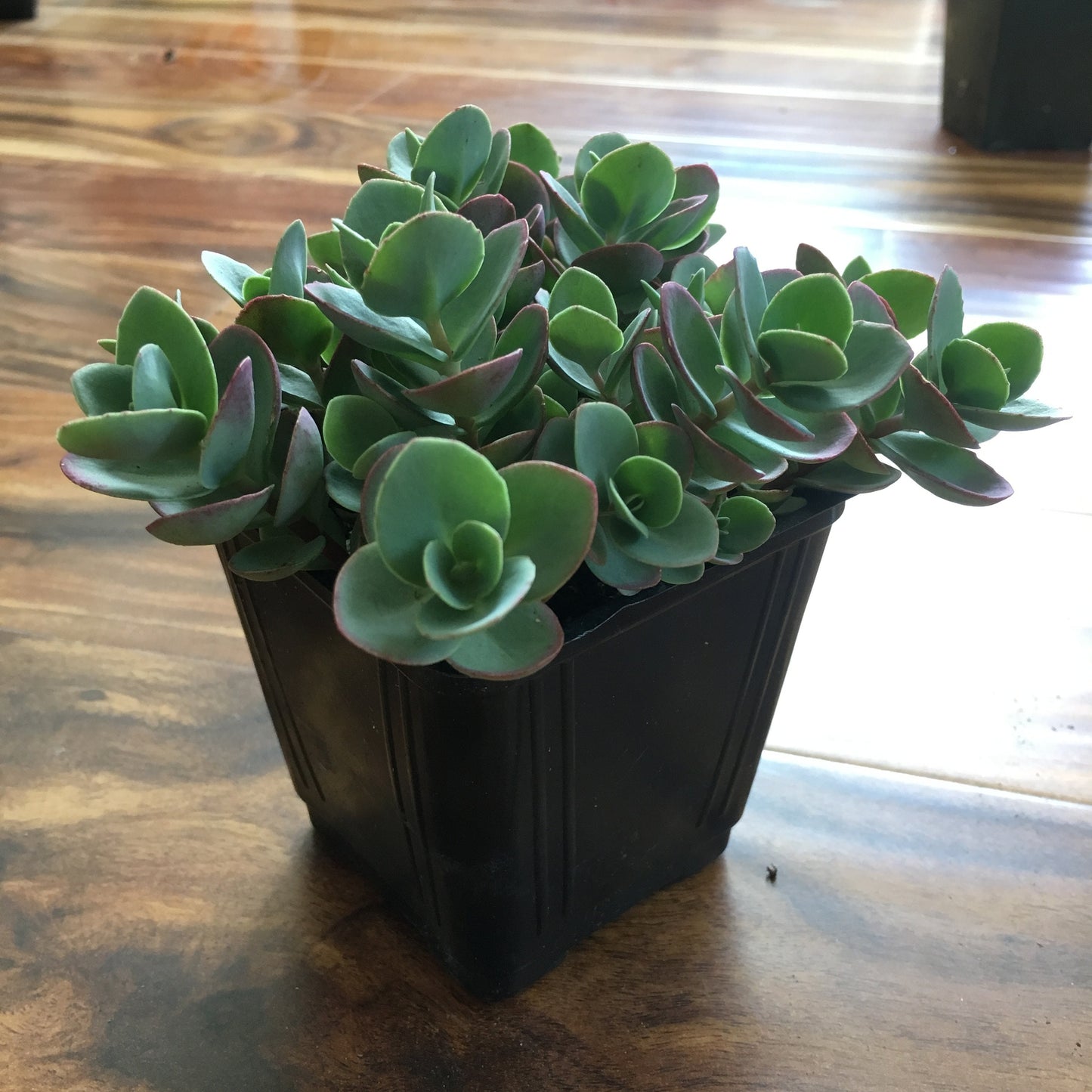 Sedum Sunsparkler 'Lime Zinger', 4" Pot Live Plant