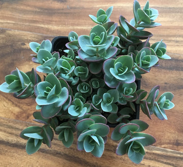 Sedum Sunsparkler 'Lime Zinger', 4" Pot Live Plant