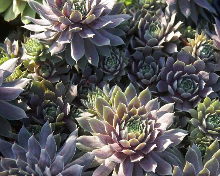 Pacific Blue Ice Sempervivum, Hens and chicks, blue succulent, blue sempervivim, hardy succulents, live plant, live succulent