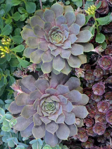 Pacific Blue Ice Succulent - Hens and Chicks Sempervivium Plant - 4 inch pot