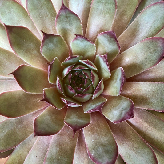 Red Beauty Succulent Sempervivum Hens  Chicks  4 inch Pot  Live Plant  Water Miser  Container Plant| Rock Garden  Full Sun