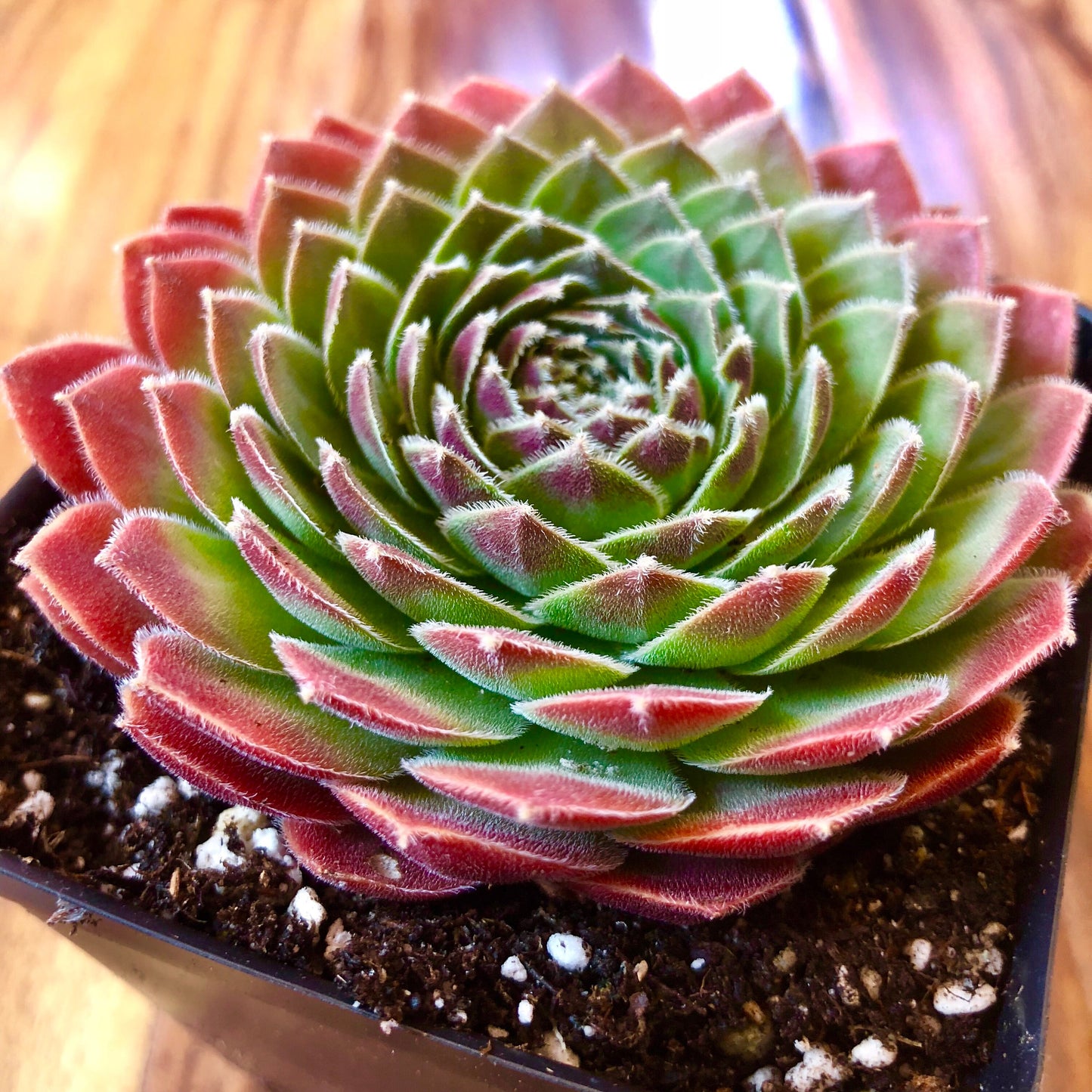 DEA Succulent 4" Pot, Red Succulent