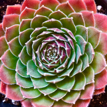 DEA Succulent 4" Pot, Red Succulent