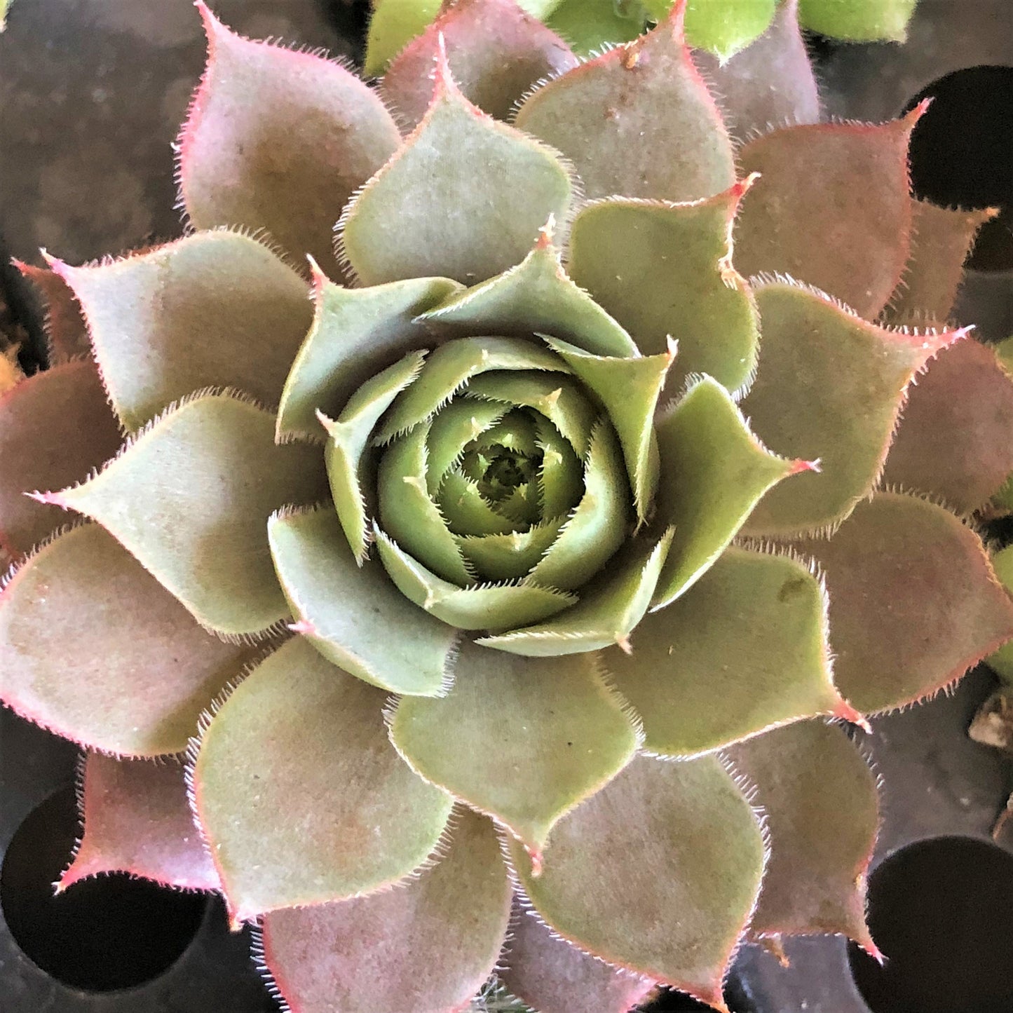 Assorted Mini Succulents 12 pack - Sempervivum Hens and Chicks Plants - Free Shipping LIMITED TIME!