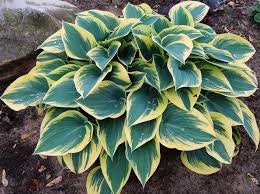 Hosta 'First Frost', 1 Gallon Pot Live Plant