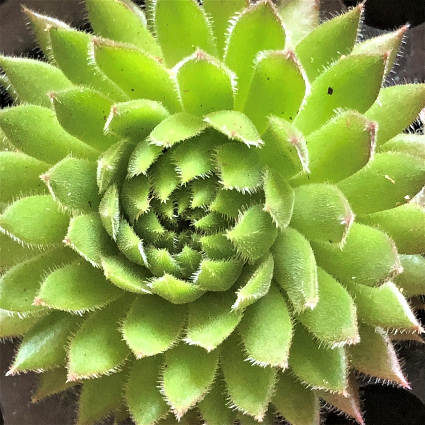 Assorted Mini Succulents 12 pack - Sempervivum Hens and Chicks Plants - Free Shipping LIMITED TIME!