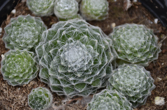 Hens and Chicks 'Cobweb' Live Hardy Succulent, Hardy Sempervivum