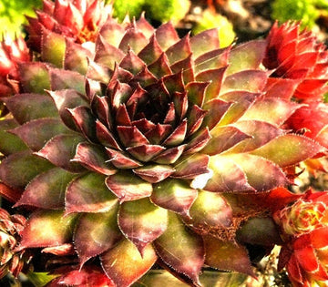 Sempervivum Dynamo Hens and Chicks Succulent 3.5 inch pot